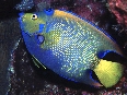 Queen Angelfish (75k)